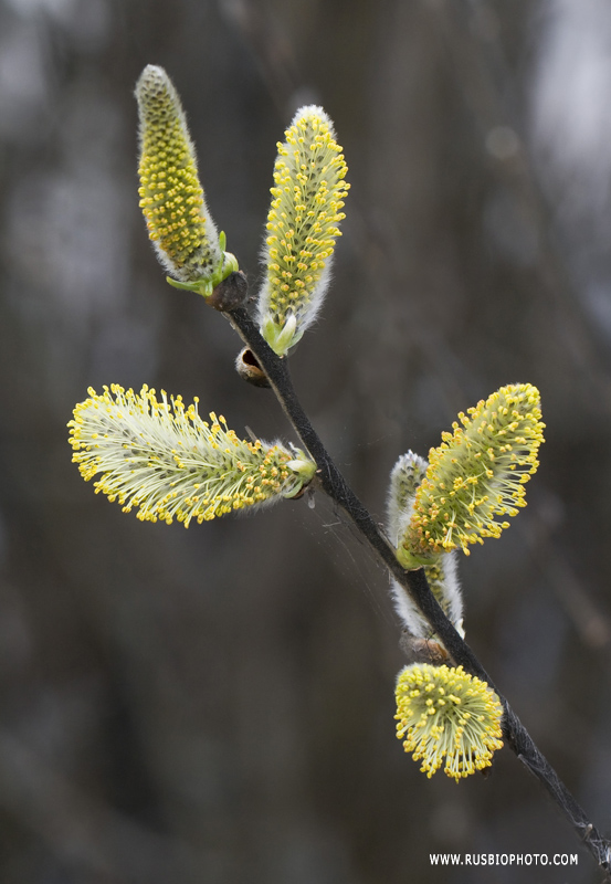 Image of Salix cinerea specimen.