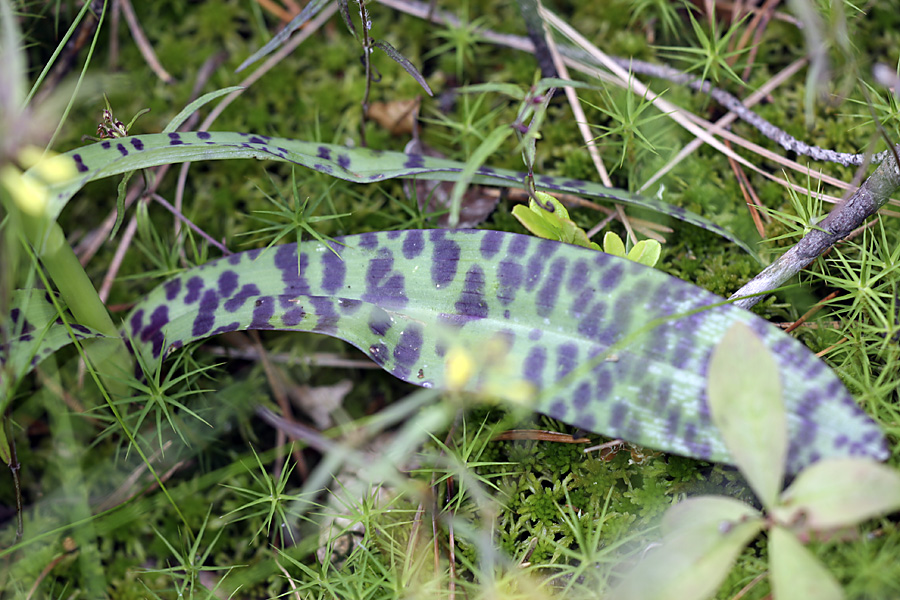 Image of Dactylorhiza maculata specimen.