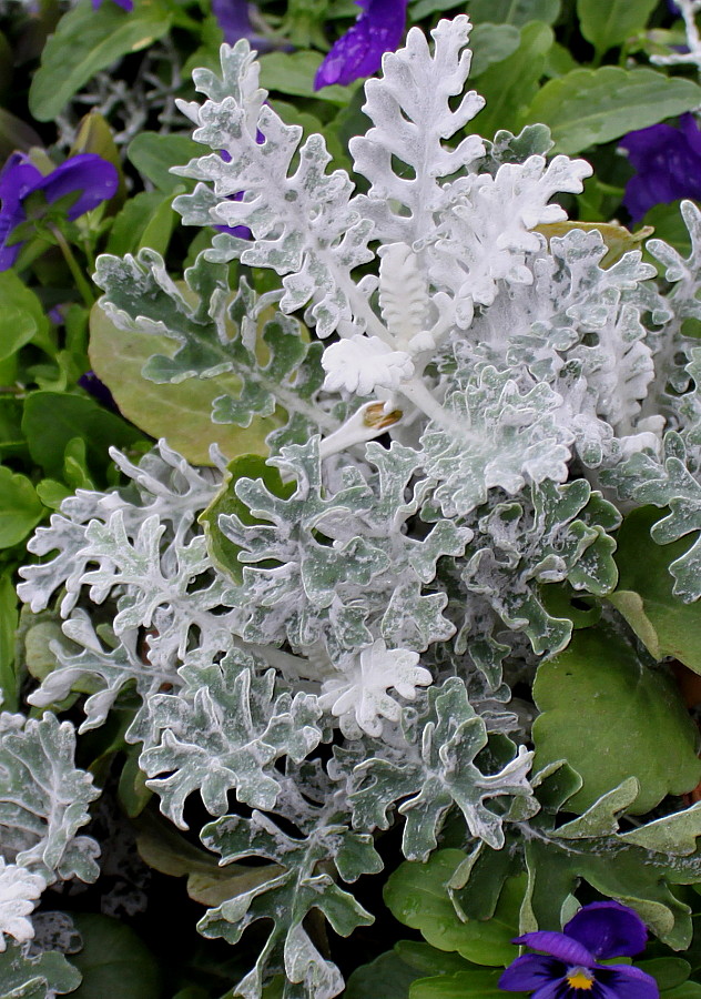 Image of Senecio cineraria specimen.