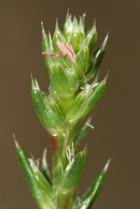 Image of Salsola collina specimen.