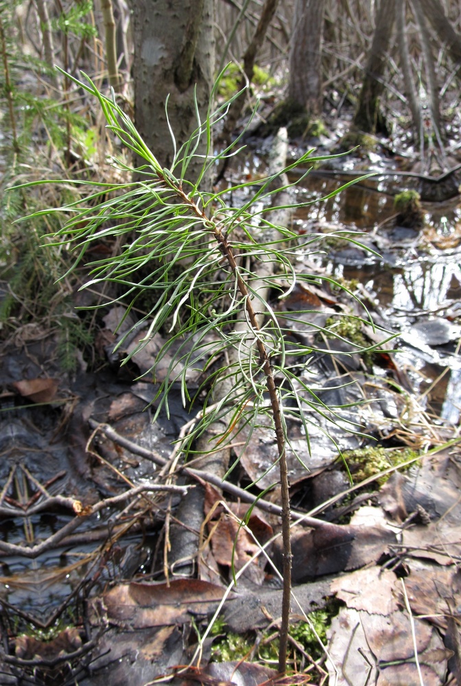 Image of Pinus sylvestris specimen.