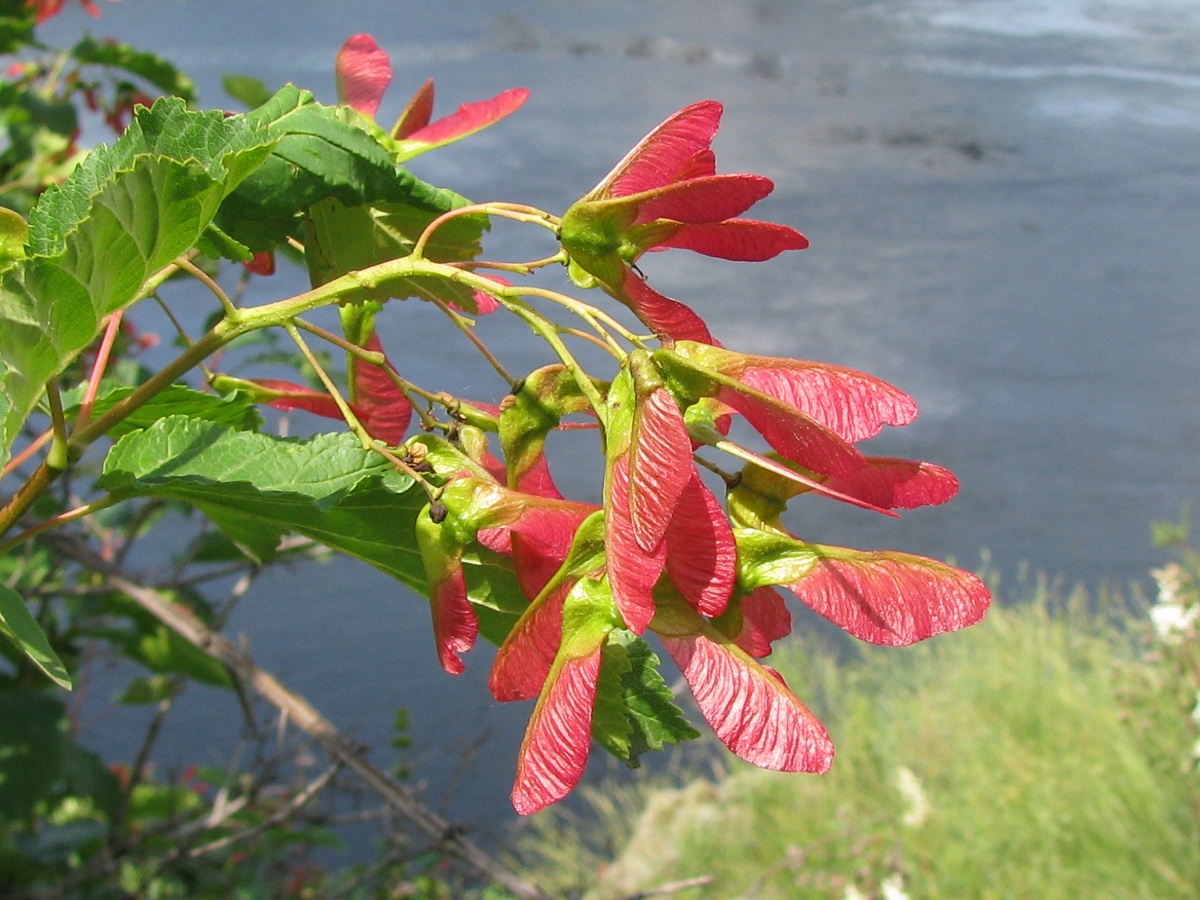 Изображение особи Acer tataricum.