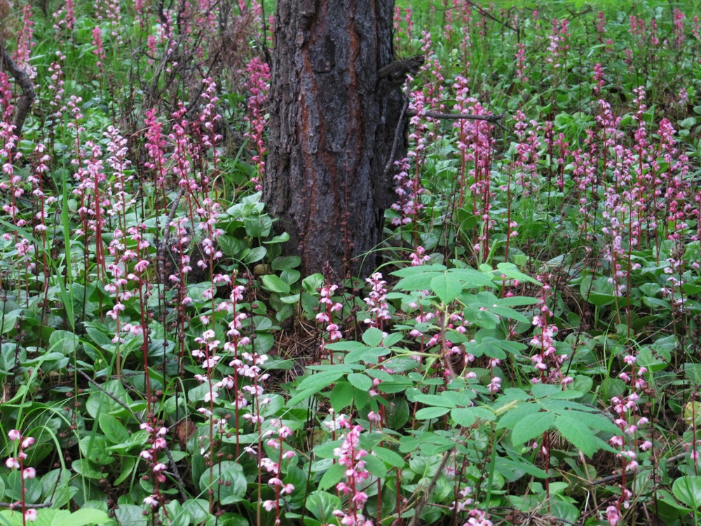 Image of Pyrola incarnata specimen.