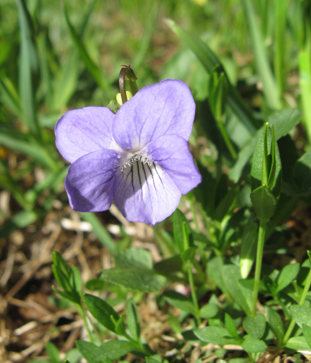 Image of genus Viola specimen.