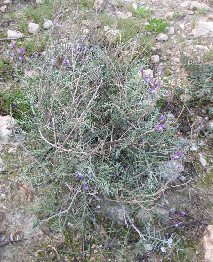 Image of Astragalus sanctus specimen.