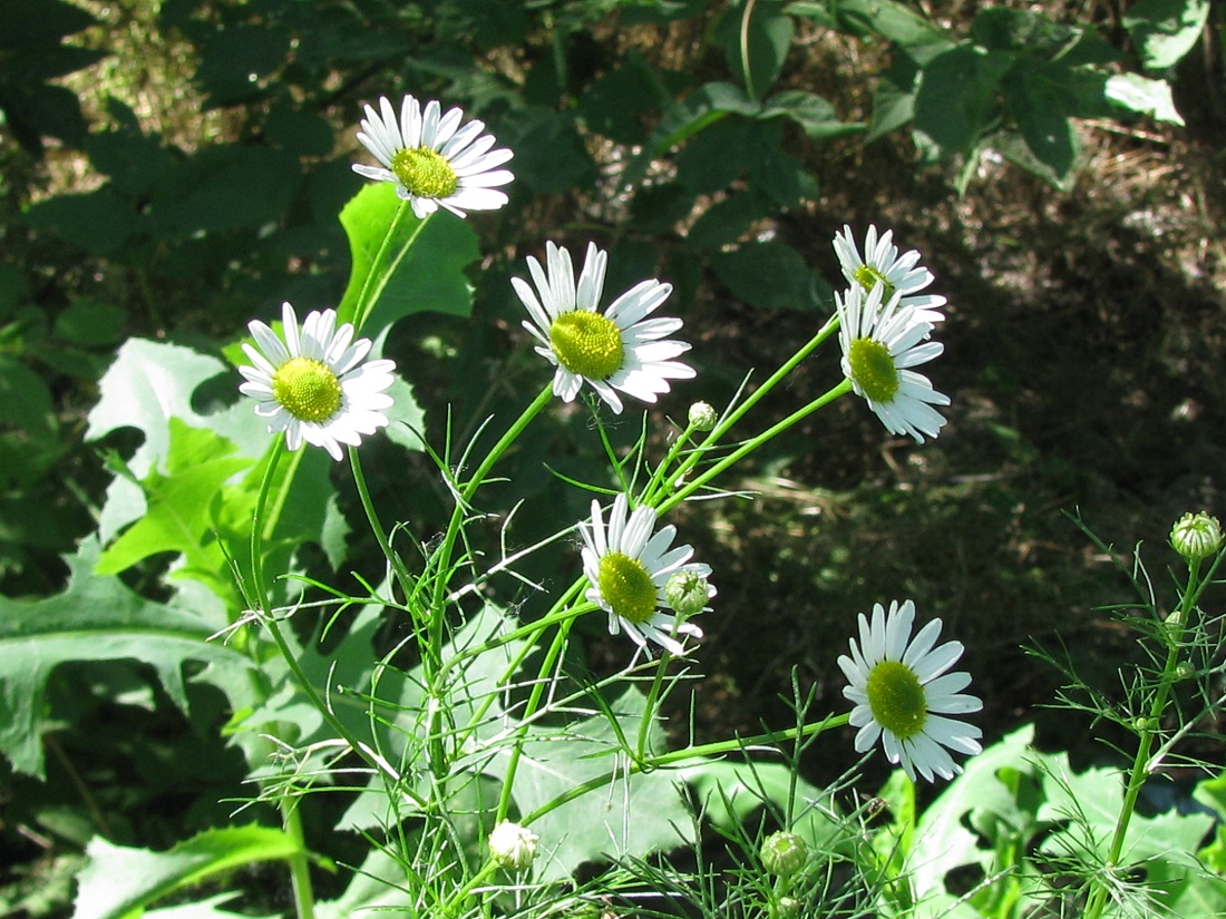 Изображение особи Tripleurospermum inodorum.