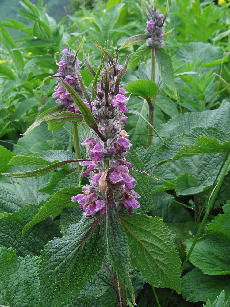 Image of Phlomoides alpina specimen.