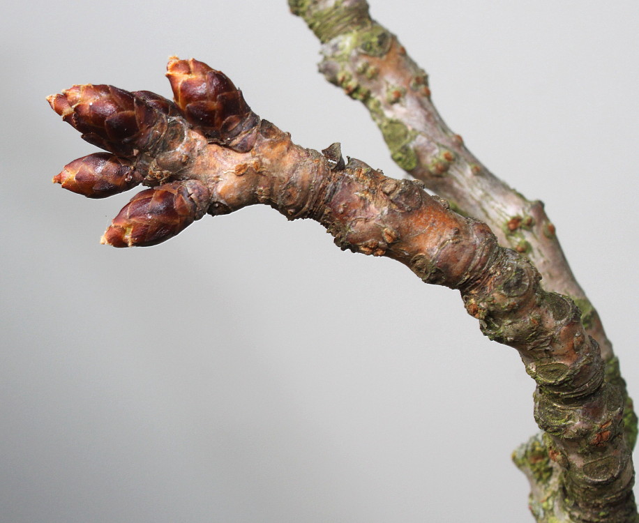 Изображение особи Prunus serrulata.