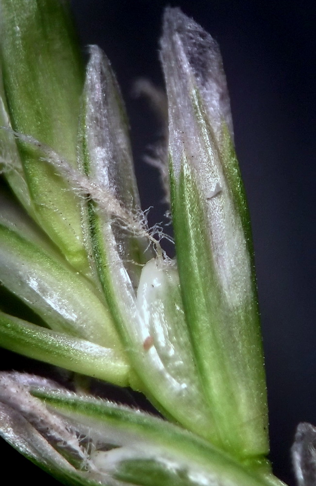 Изображение особи Festuca pratensis.