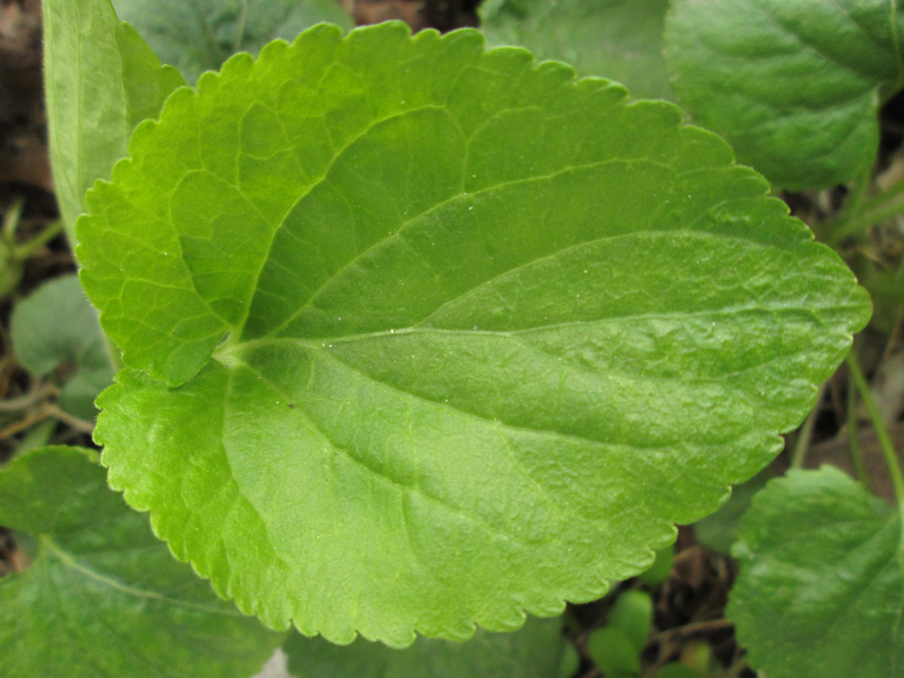 Image of Viola odorata specimen.