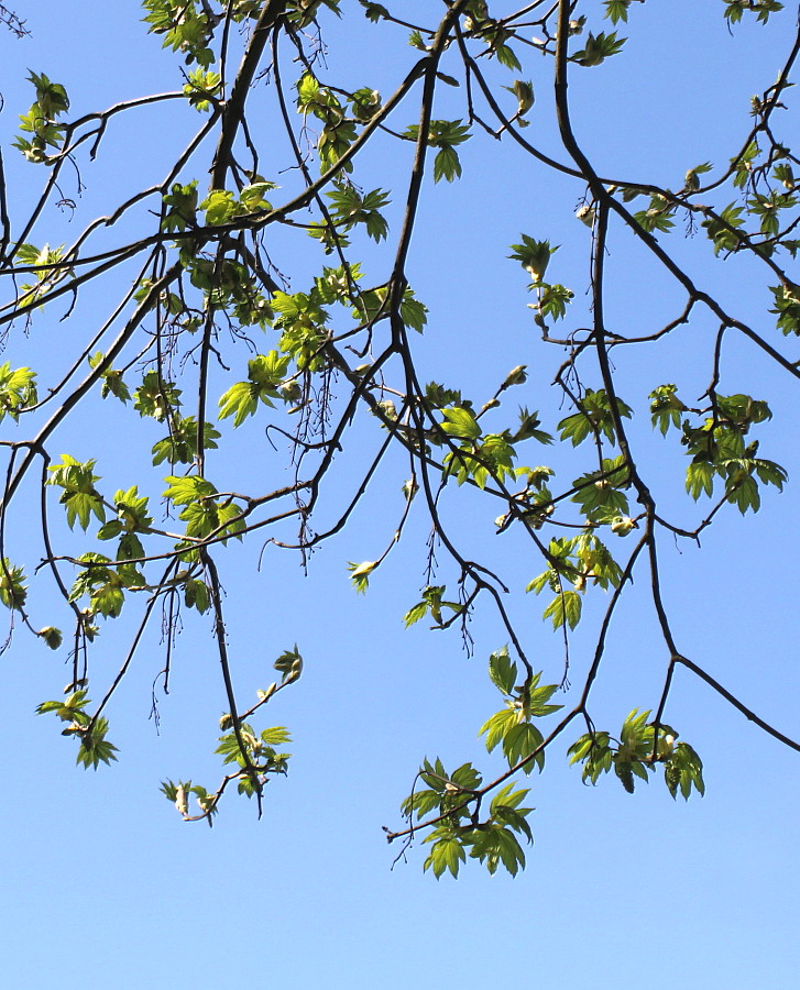 Image of Acer pseudoplatanus specimen.