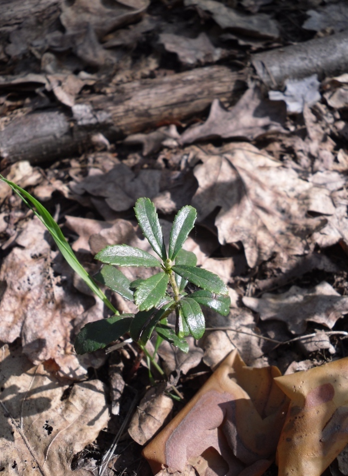 Изображение особи Chimaphila umbellata.