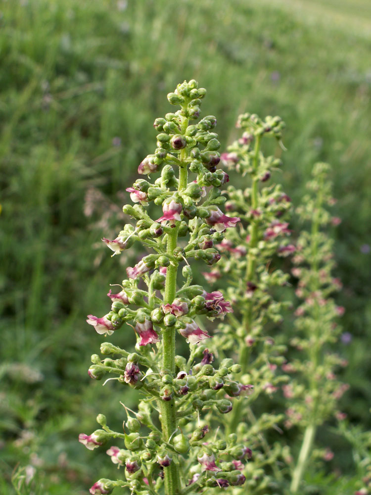 Изображение особи Scrophularia kiriloviana.