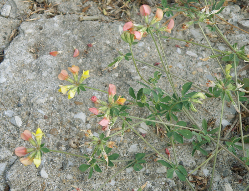 Image of Lotus caucasicus specimen.