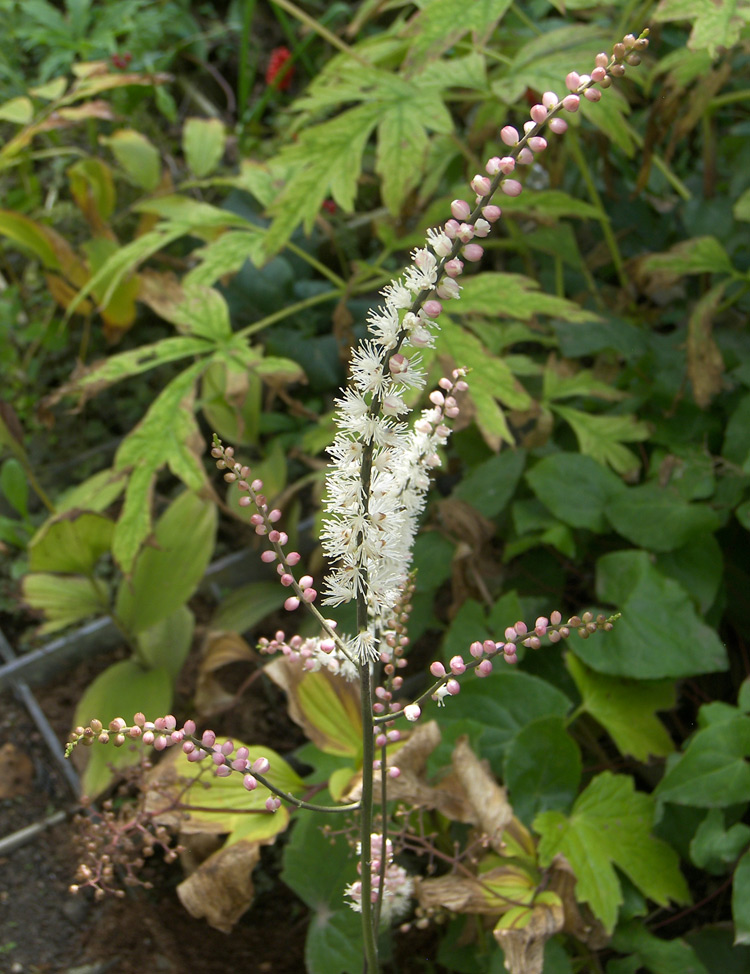 Image of Cimicifuga japonica specimen.