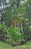 Cyrtostachys renda. Взрослое растение. Таиланд, национальный парк Си Пханг-нга. 19.06.2013.