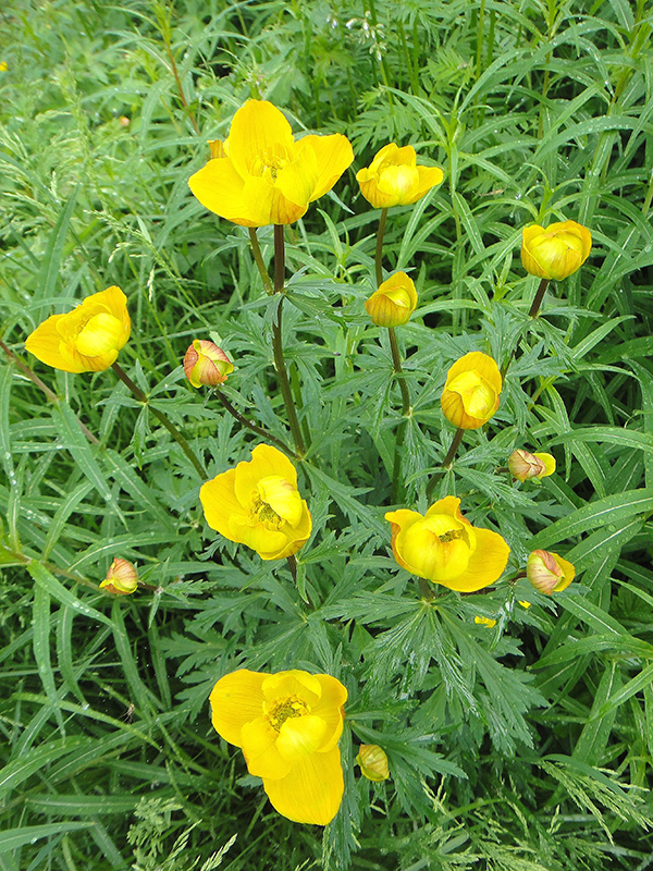 Изображение особи Trollius vicarius.