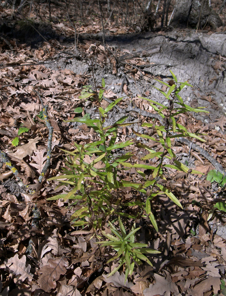 Image of Achillea biserrata specimen.