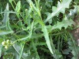 Смотреть изображение Sonchus arvensis
