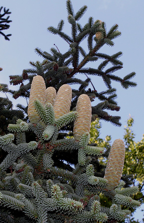 Image of Abies pinsapo specimen.