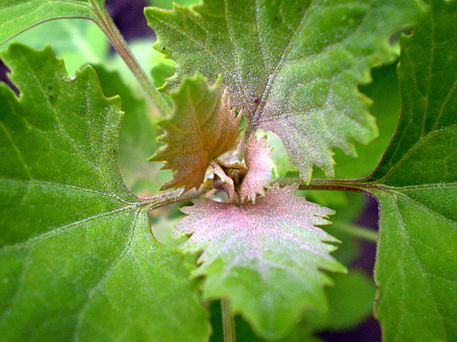 Изображение особи Chenopodium album.