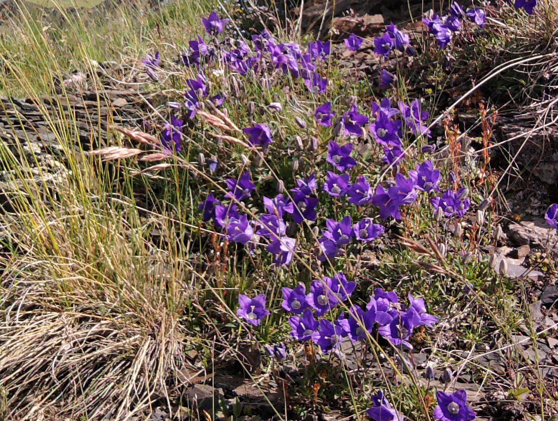 Image of genus Campanula specimen.