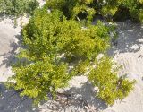 Tetraena qatarensis. Вегетирующее растение. Сокотра, залив Шуаб. 04.01.2014.