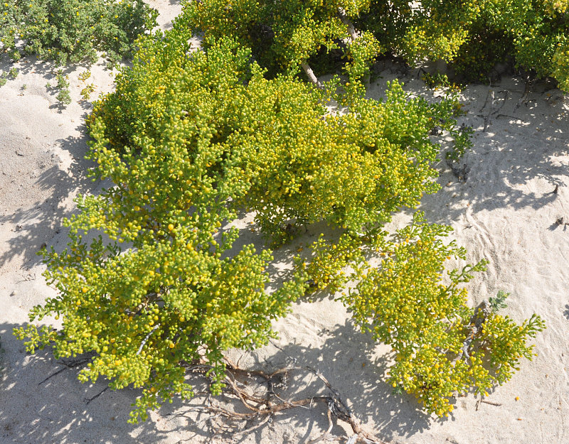 Image of Tetraena qatarensis specimen.