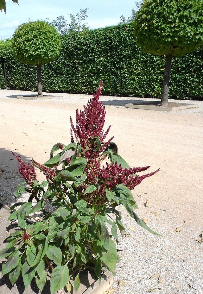 Image of Amaranthus tricolor specimen.