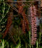 Macadamia tetraphylla. Соцветия с бутонами (слева) и раскрывшимися цветками. Израиль, Шарон, г. Герцлия, киббуц Глиль Ям, в культуре. 29.03.2014.