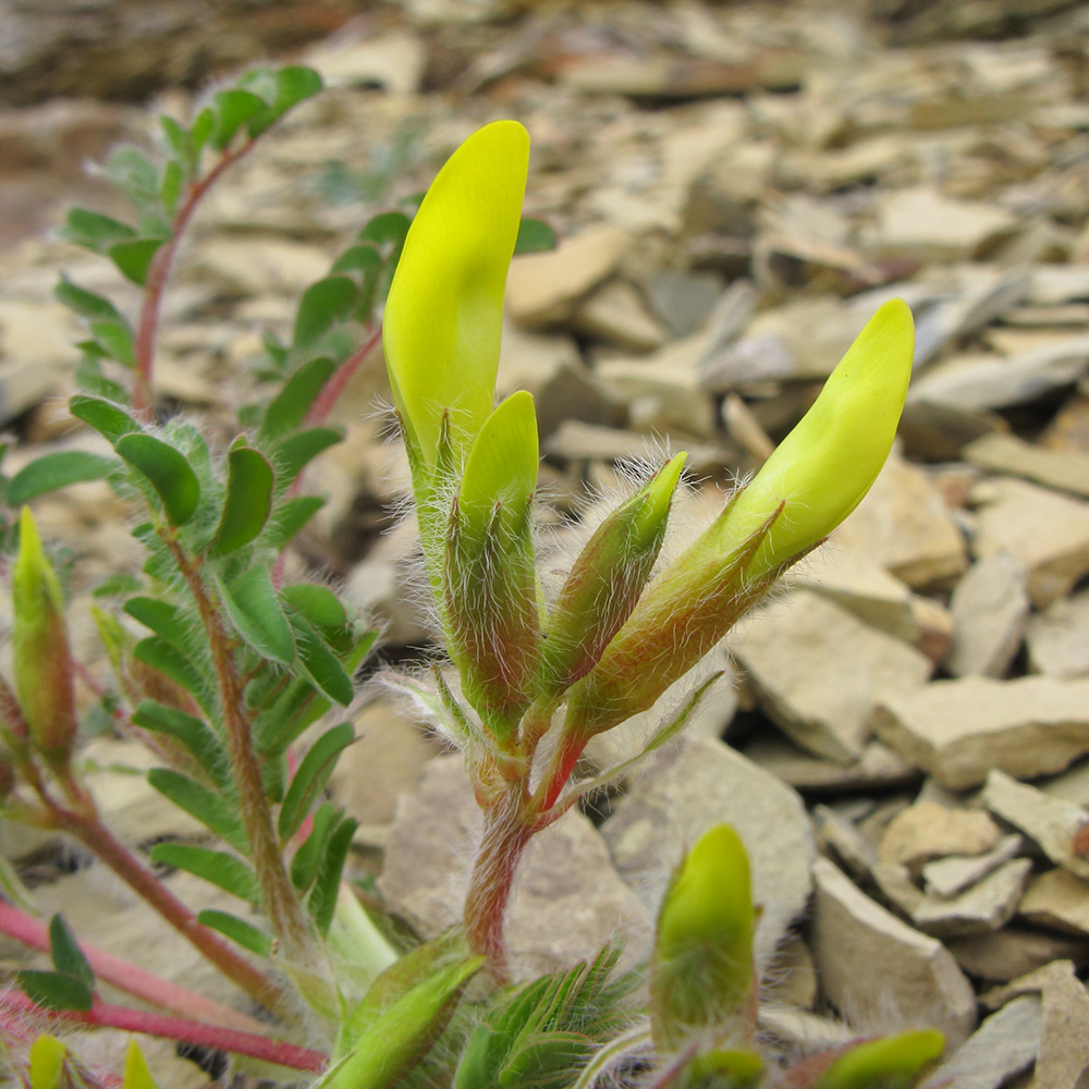 Image of Astragalus utriger specimen.