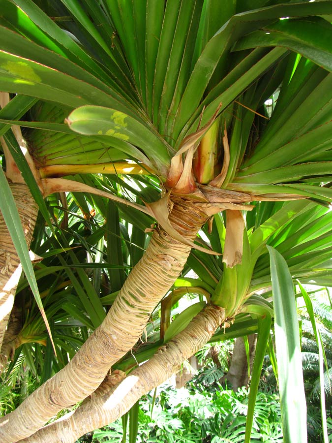 Image of Pandanus utilis specimen.