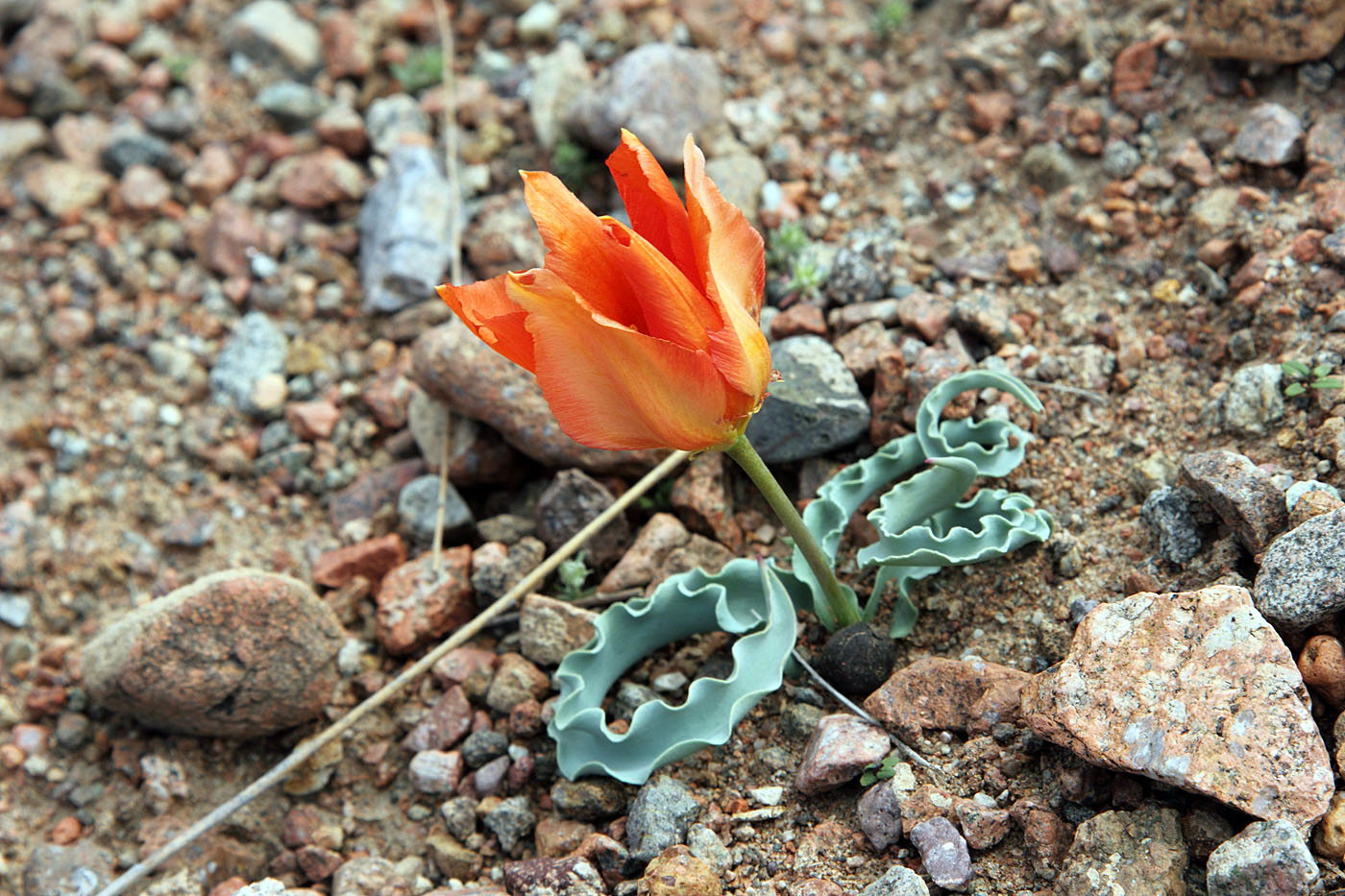 Image of Tulipa intermedia var. korolkowioides specimen.