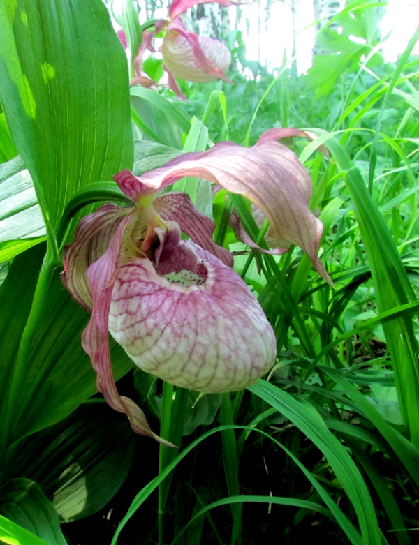 Image of Cypripedium &times; ventricosum specimen.