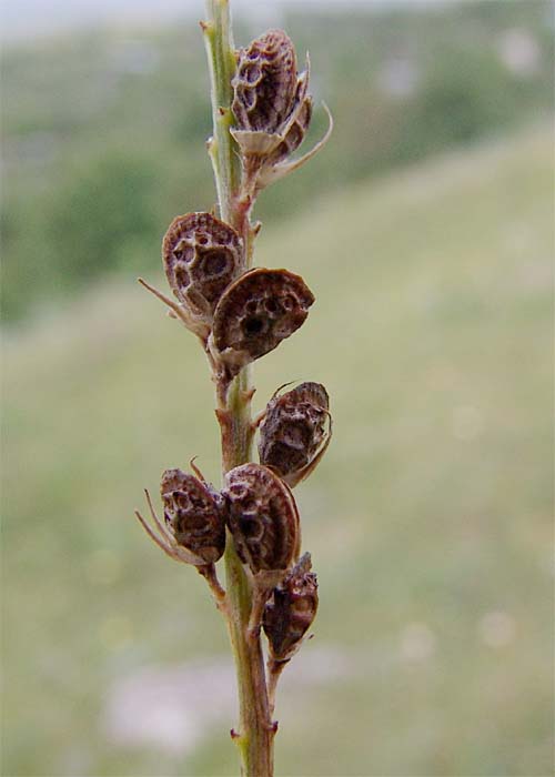 Image of Onobrychis inermis specimen.