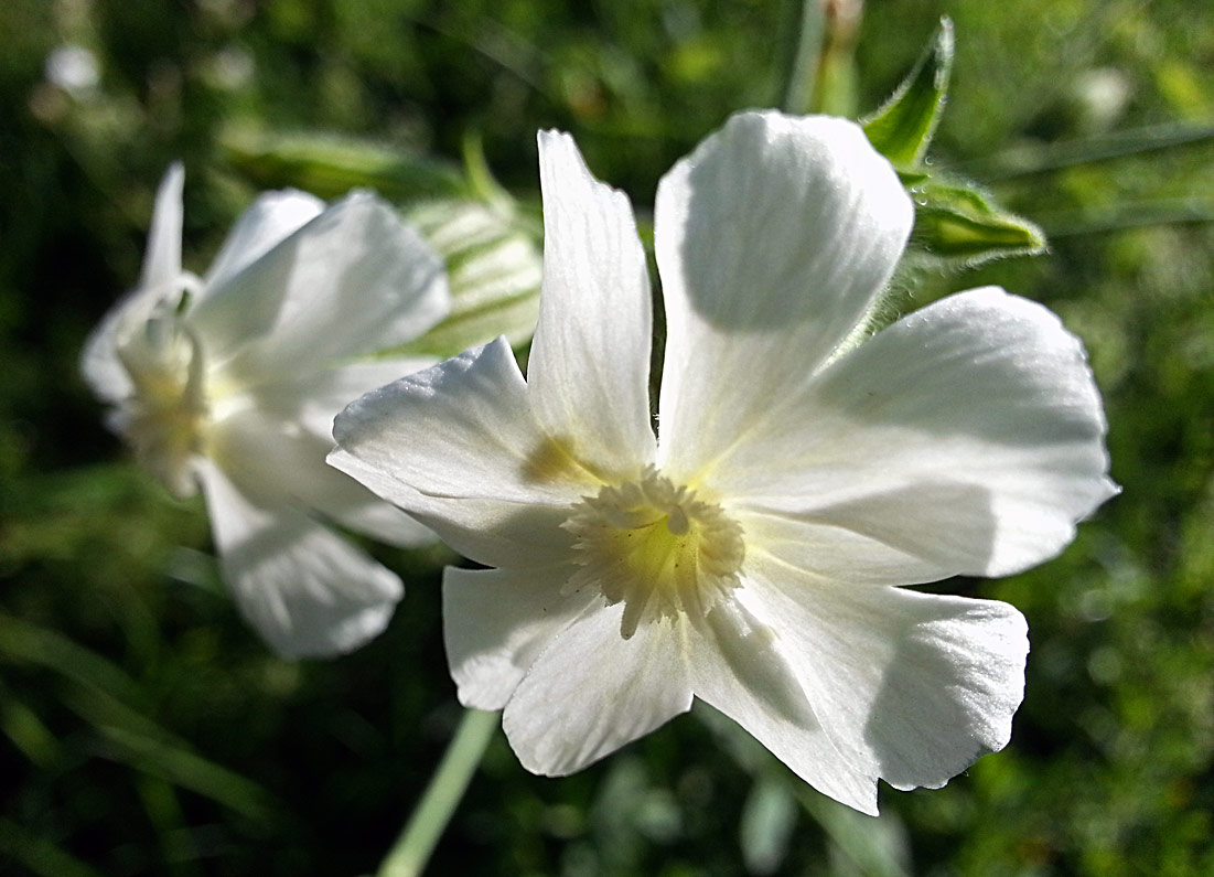 Image of Melandrium album specimen.