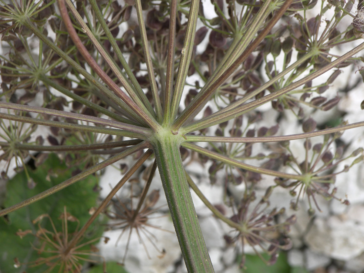 Изображение особи род Heracleum.