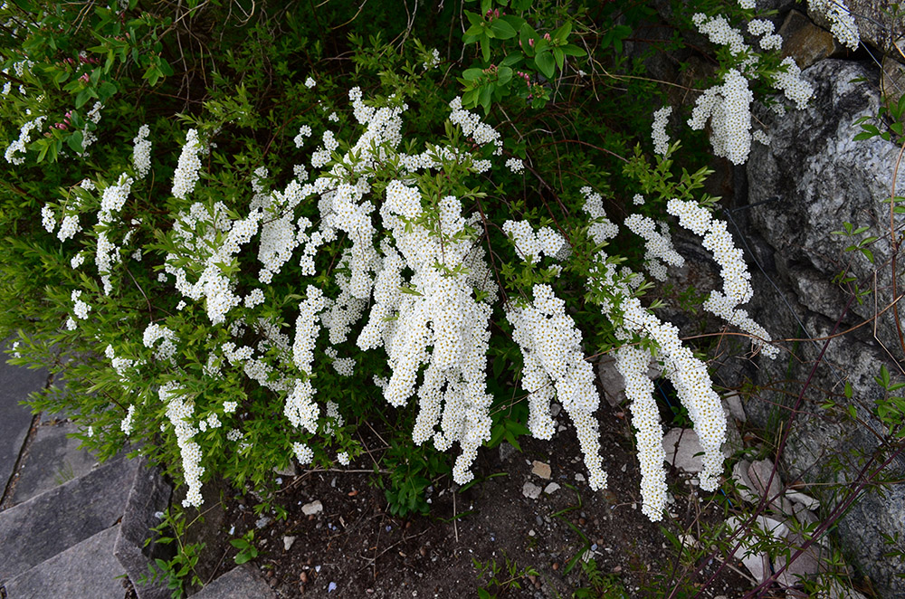 Image of Spiraea &times; cinerea specimen.