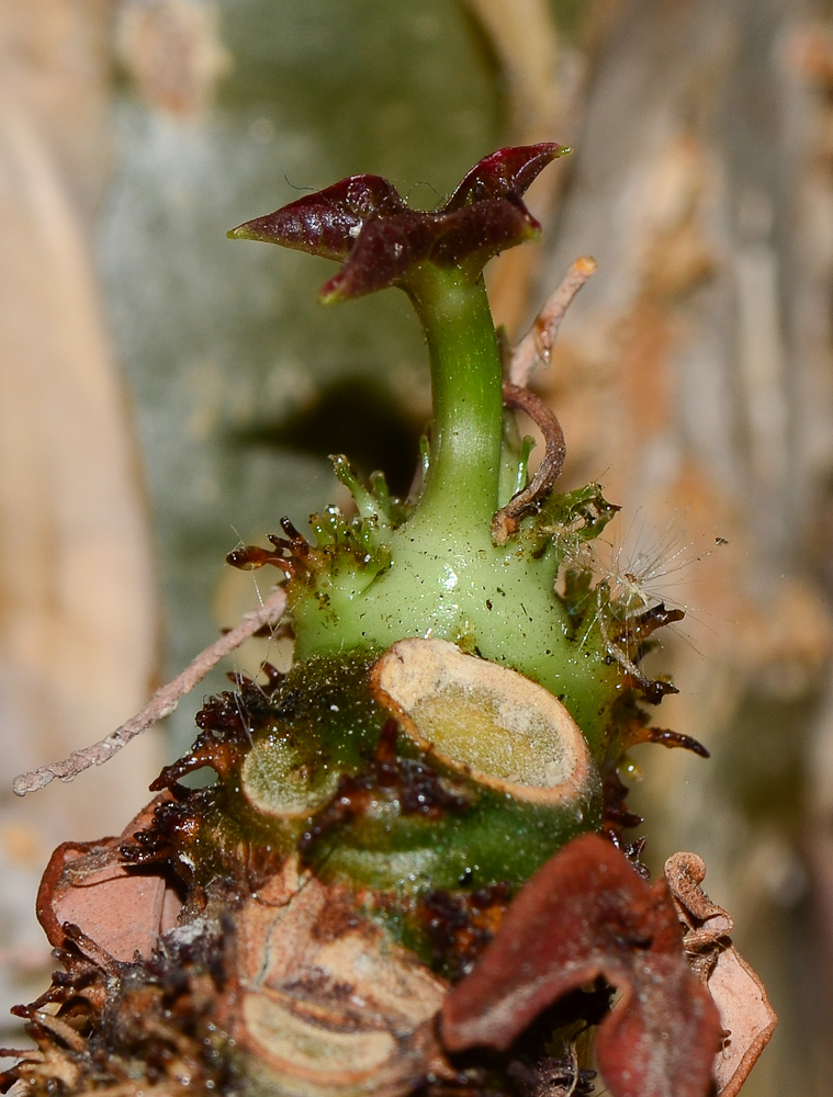 Image of Jatropha podagrica specimen.