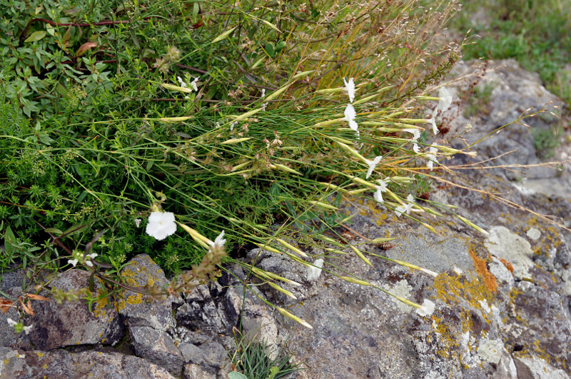 Изображение особи Dianthus fragrans.