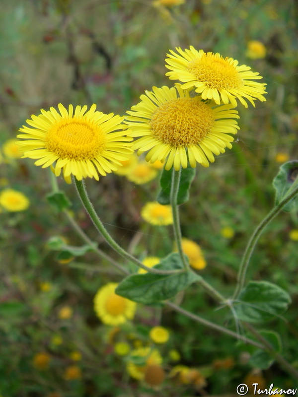 Image of Pulicaria dysenterica specimen.