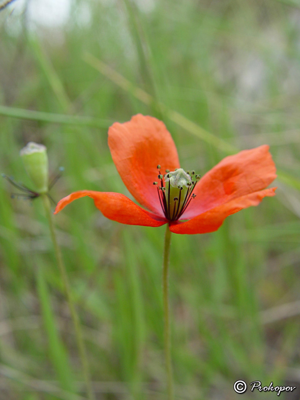 Изображение особи род Papaver.