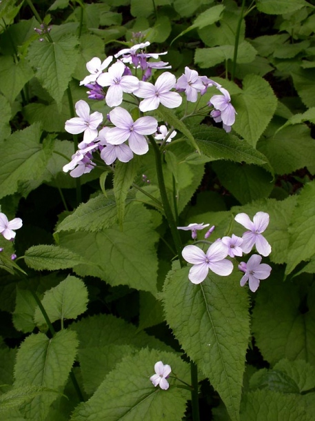 Image of Lunaria rediviva specimen.