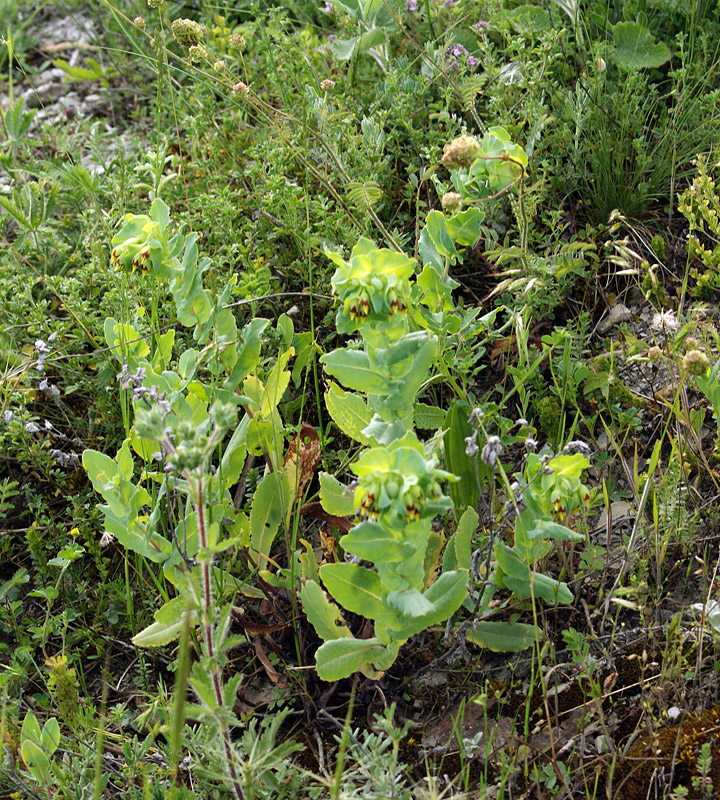 Image of Cerinthe minor specimen.