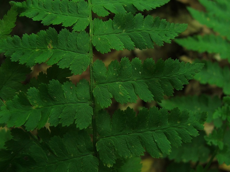 Image of Dryopteris filix-mas specimen.