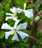 Gardenia jasminoides. Цветущая ветвь. Краснодарский край, г. Сочи, дендрарий. 09.07.2015.