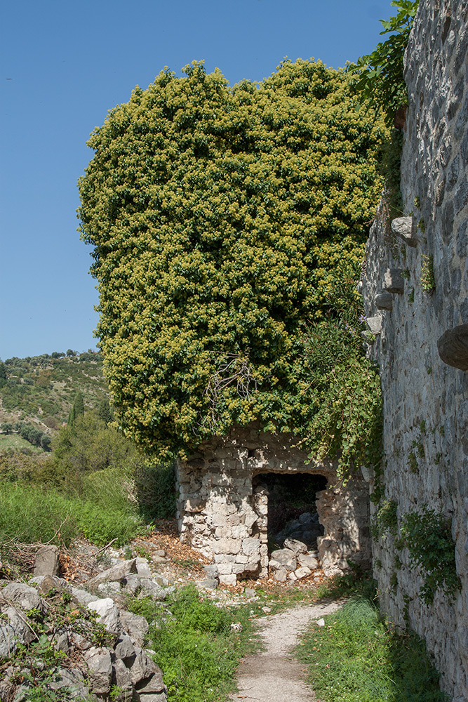 Image of Hedera helix specimen.