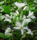 Menyanthes trifoliata. Соцветие. Архангельская обл., Онежский р-н, Белое море, о-в Кий, берег внутреннего пресноводного озерка. 13.06.2014.