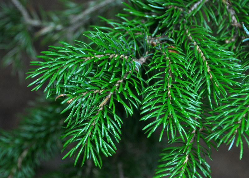 Image of Picea ajanensis specimen.