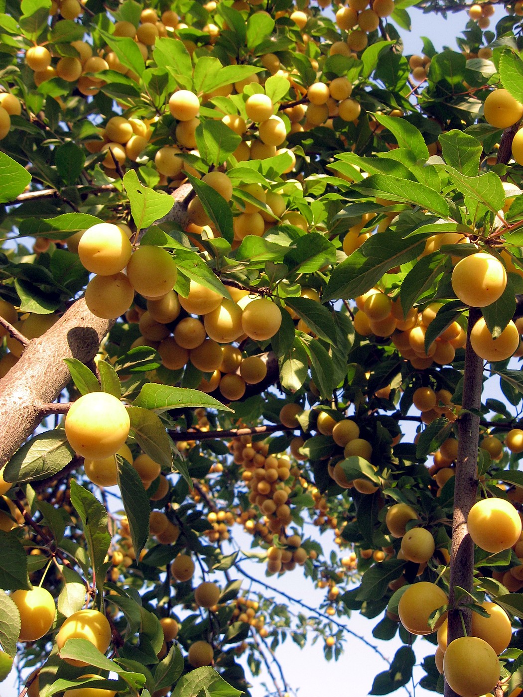 Image of Prunus cerasifera specimen.